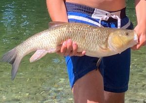 Chub