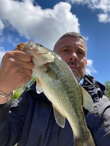 Largemouth Bass
