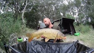 Common Carp