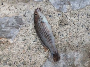 Goldsinny Wrasse