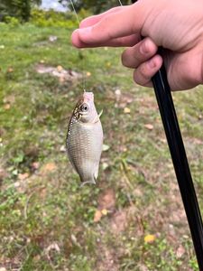 Crucian Carp