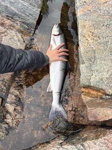Arctic Char