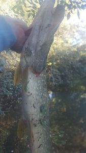 Northern Pike
