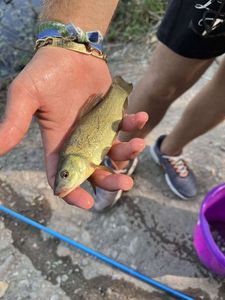Tench