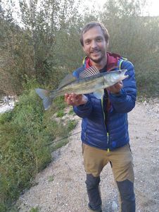 Zander