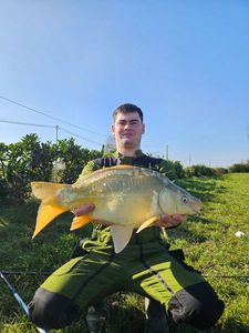 Mirror Carp