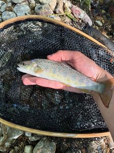 Brown Trout