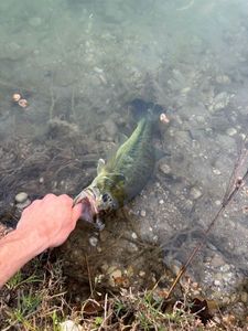 Rock Bass