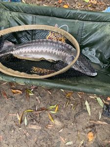 European Sturgeon