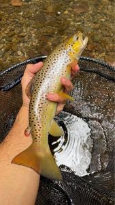 Brown Trout