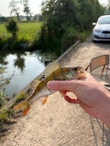 European Perch
