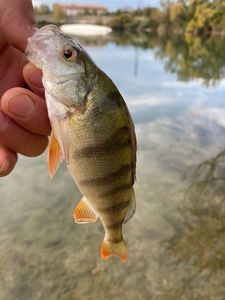 European Perch