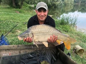 Common Carp