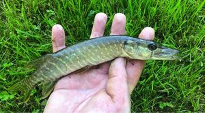 Northern Pike