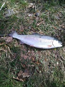 Rainbow Trout caught by Patrick Scarnapat84