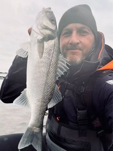 European Bass (Seabass)