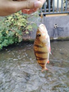 European Perch