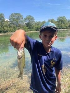 Largemouth Bass