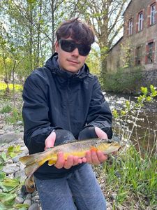 Brown Trout