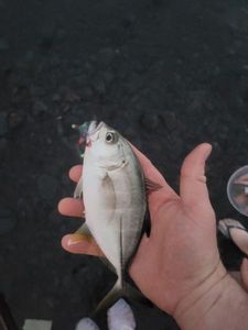 Giant Trevally (GT)