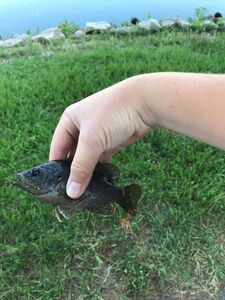 Black Bullhead