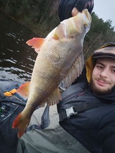 European Perch