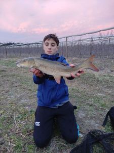 Barbel