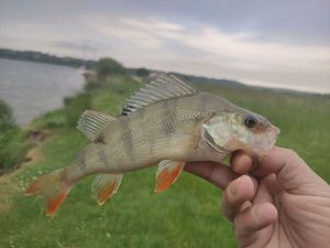 European Perch