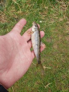 Gudgeon