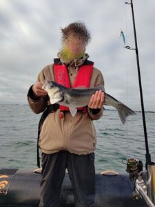 European Bass (Seabass)