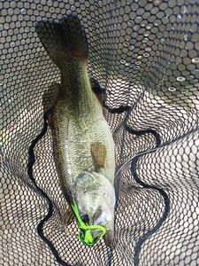 Largemouth Bass