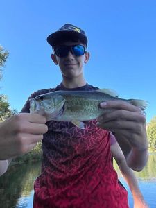 Largemouth Bass