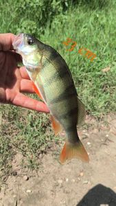 European Perch