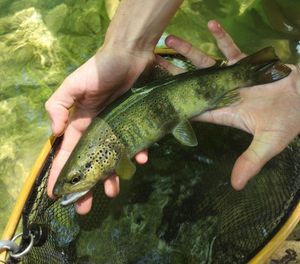 Brown Trout