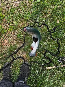 Rainbow Trout
