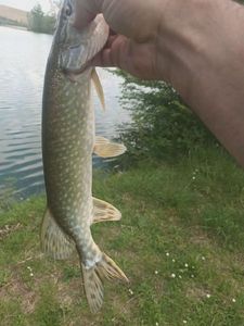 Northern Pike
