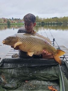 Common Carp