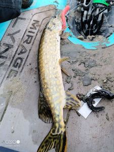 Northern Pike