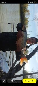 Koï Fish
