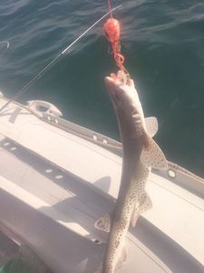 Lesser Spotted Dogfish (Small Spotted Catshark)