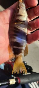 Painted Comber