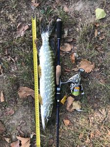 Northern Pike