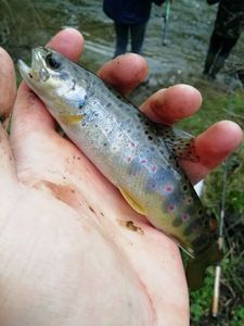 Brown Trout