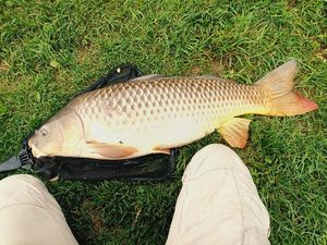 Common Carp