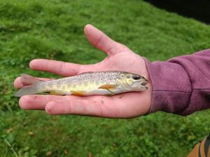 Brown Trout