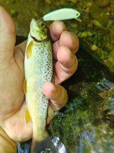 Brown Trout