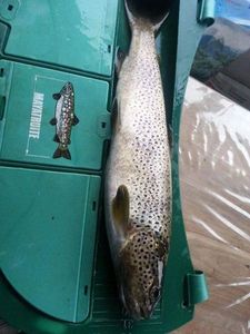 Brown Trout
