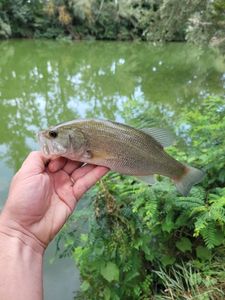 Largemouth Bass