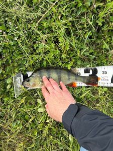 European Perch