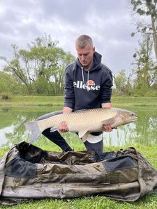 Grass Carp